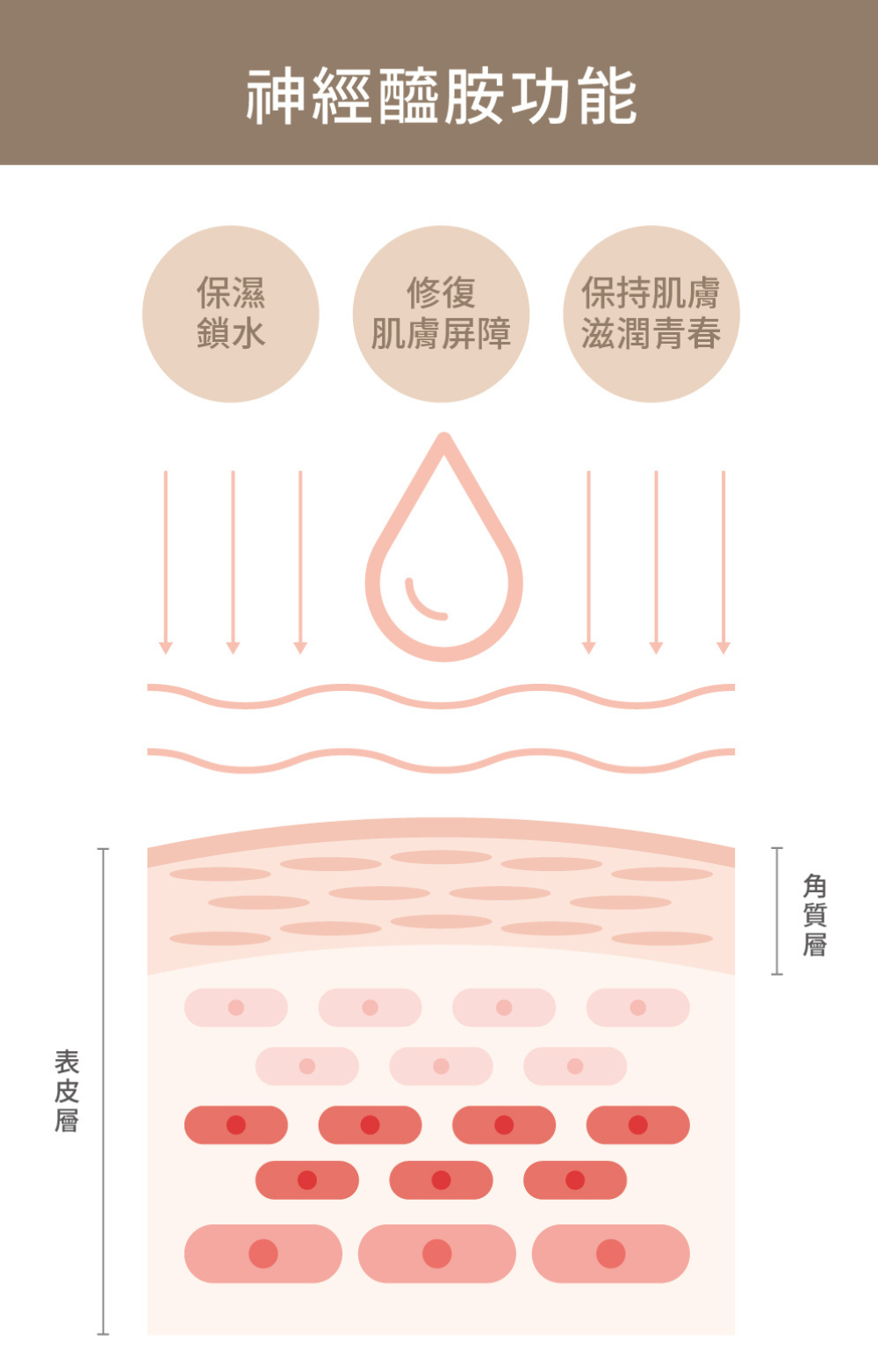 【Preliminary Purification SAB】Water-transmitting Traceless Essence (30ml)